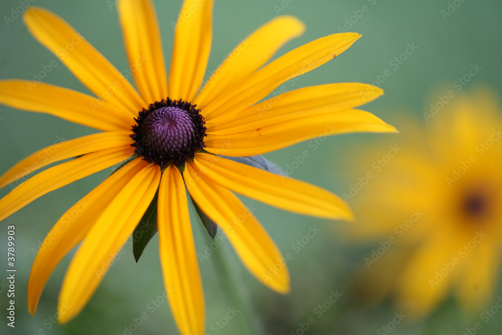 Obraz premium flower