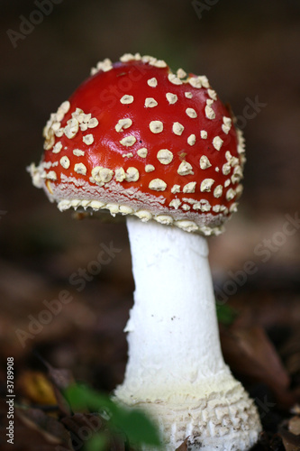 red and white mushroom close up .
