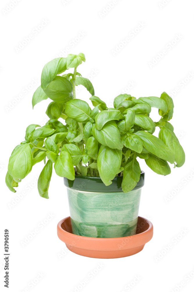 Homegrown basil herb on a white background Homegrown basil herb on a white background
