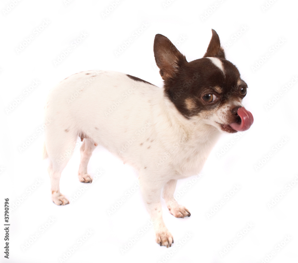 chihuahua chihuahua