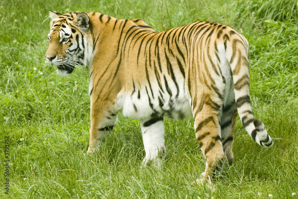 Amur Tiger (Panthera tigris altaica) looking to left of frame Amur Tiger (Panthera tigris altaica) looking to left of frame