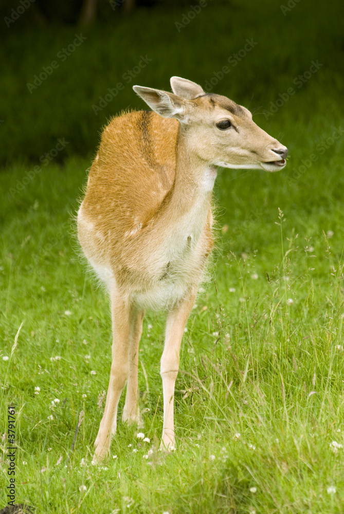 Deer on grass in meadow - portrait orientation Deer on grass in meadow - portrait orientation