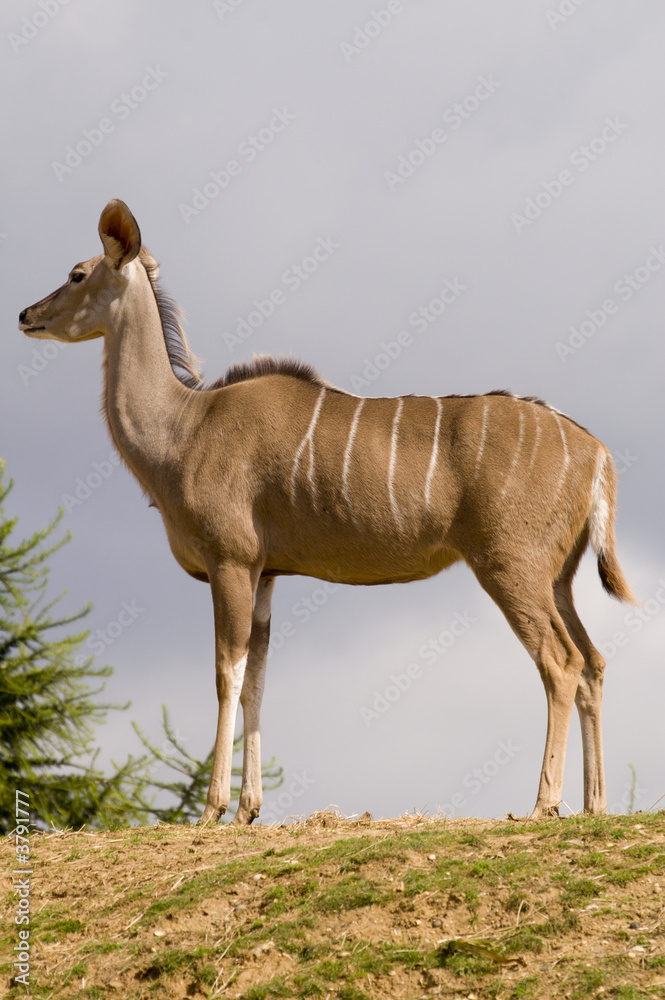 Naklejka premium Greater Kudu (tragelaphus strepsiceros) - portrait orientation