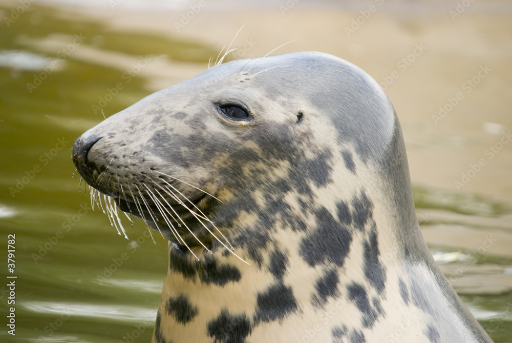 Naklejka premium Grey Seal (Halichoerus grypus) - landscape orientation