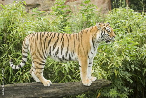 Amur Tiger  Panthera tigris altaica  landscape orientation