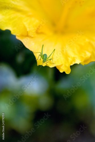 sauterelle&fleur jaune2