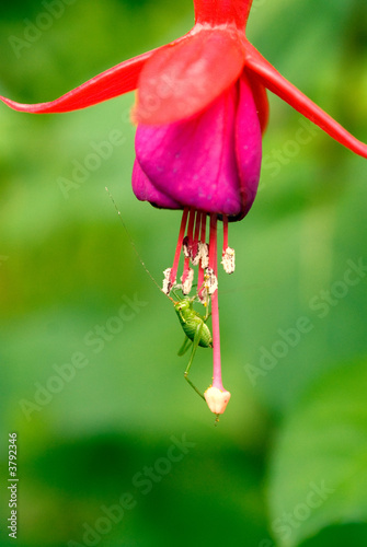 Sauterelle& fuchsia