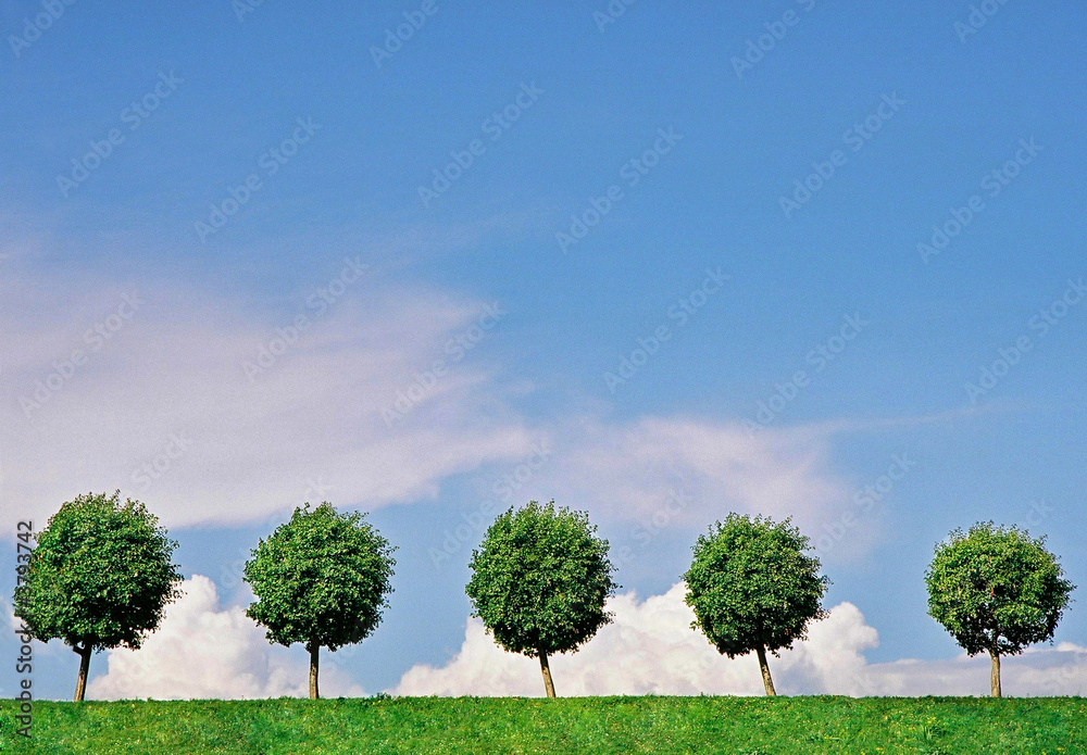 Obraz premium Summer landscape with five trees, the blue sky and clouds.