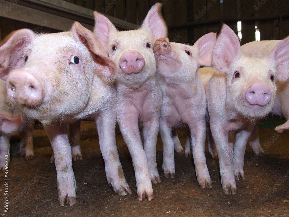 pigs pigs