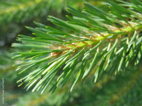 Pine tree