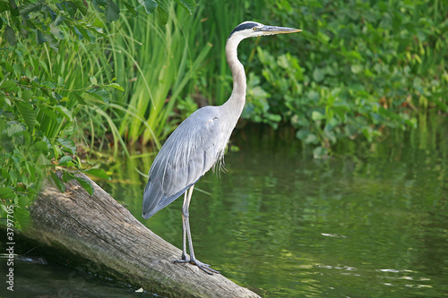 Konstfotografi Great Blue Heron