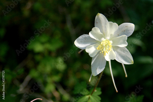 Fototapeta Naklejka Na Ścianę i Meble -  A Columbine flower in the wild.