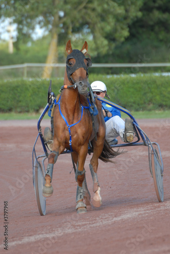 Bilde på lerret trotteur avec sulky