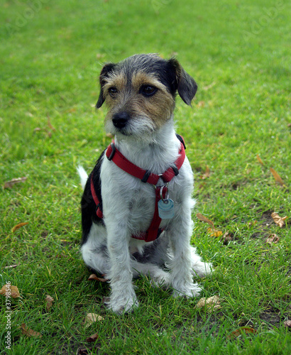 Jack Russell photo