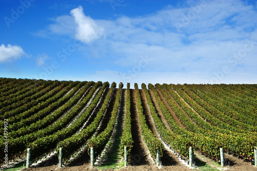 grape vines at winery