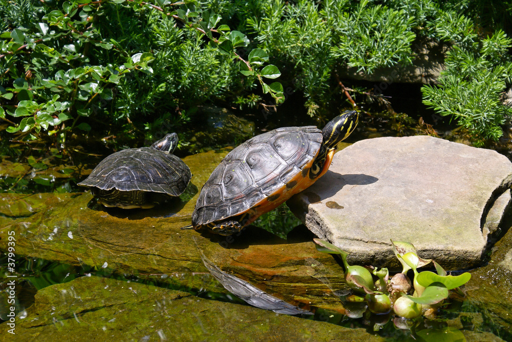 Fototapeta premium Turtles