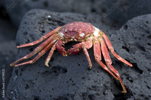 Hawaiian Crab Baked by Sun on Kona Island Volcanic Rocks