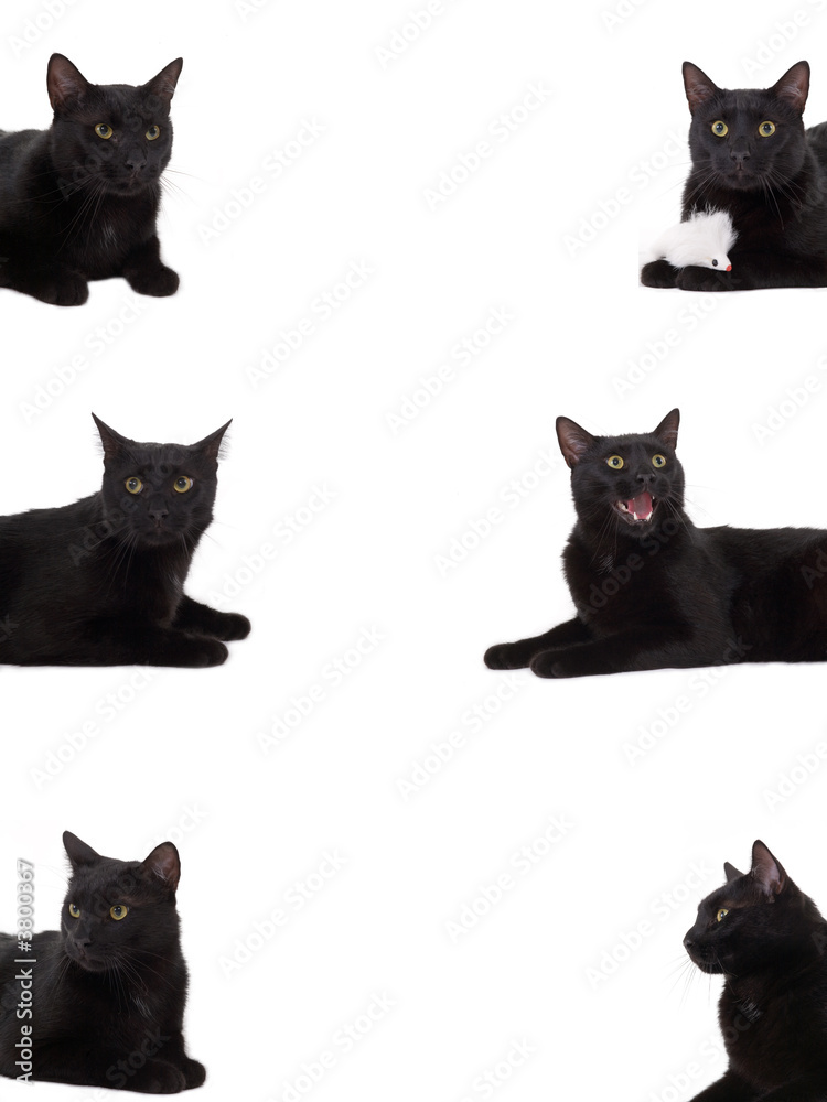 6 black cat portrait, isolated 6 black cat portrait, isolated