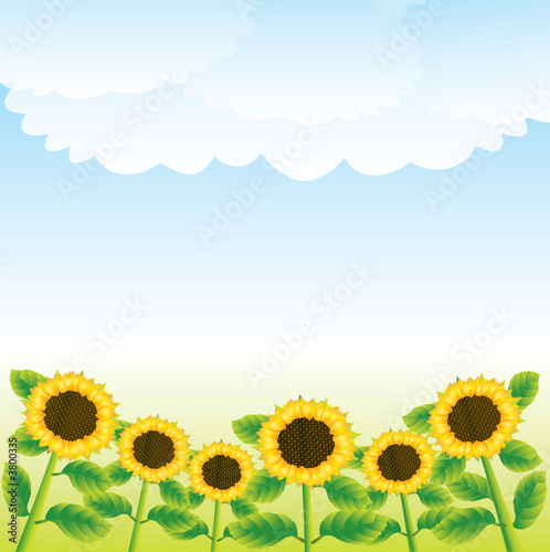 sunflowers