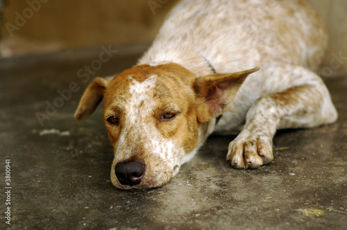 Sad Dog