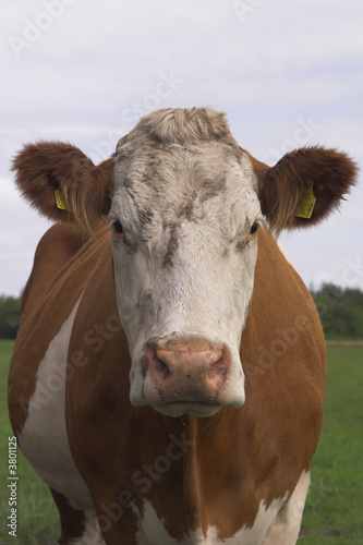 Neugierige Kuh © Wolfgang Mette