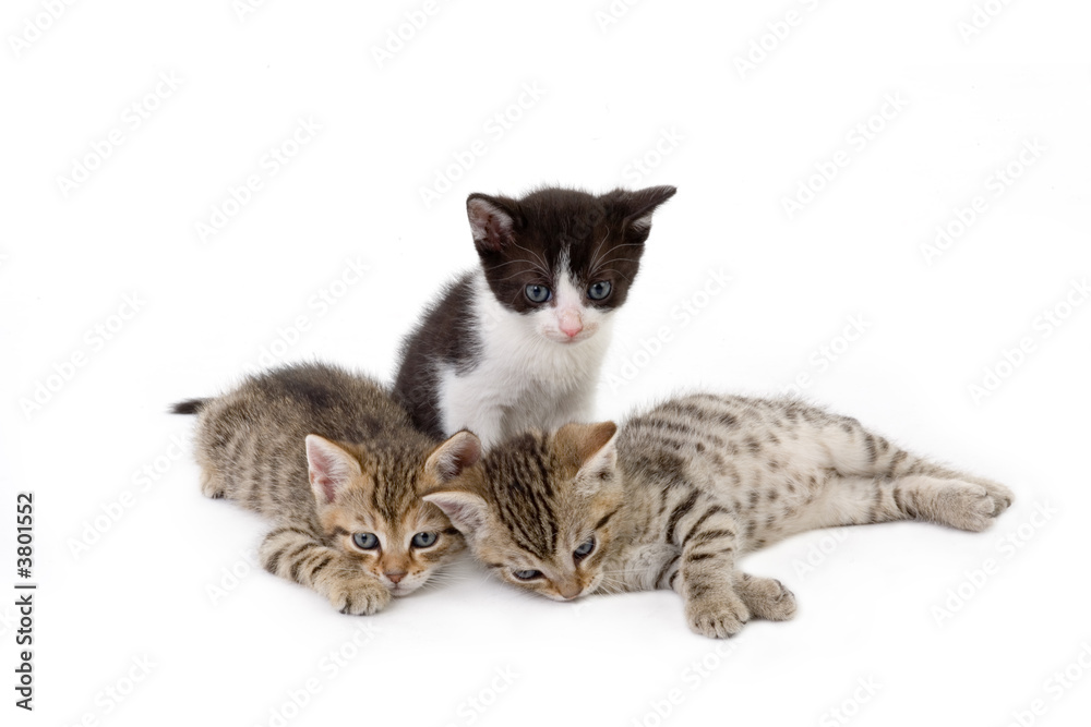 Obraz premium three kitten brothers (5 weeks)