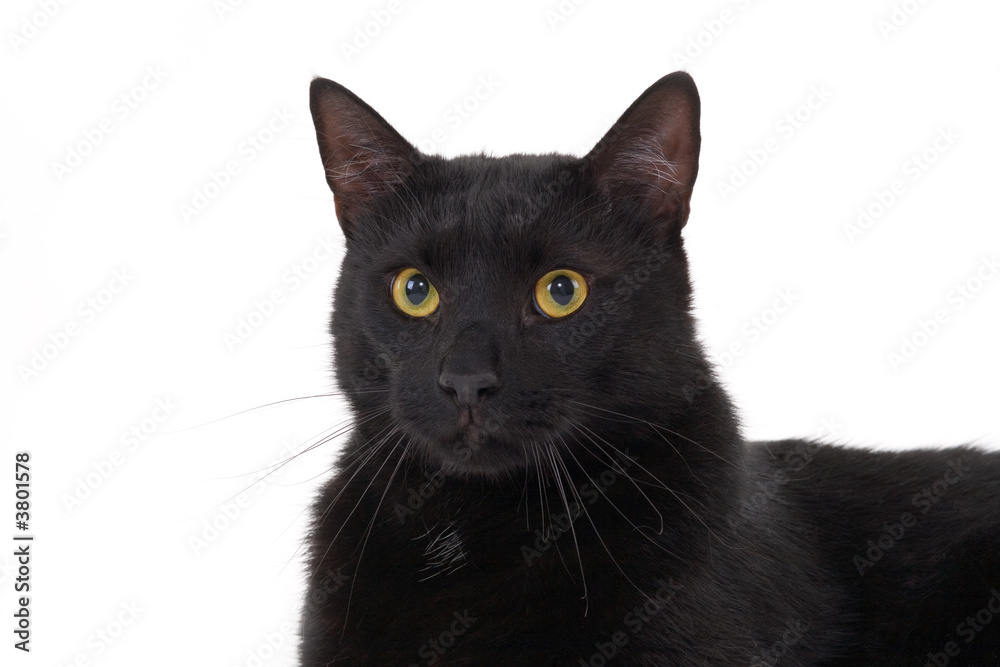 black cat portrait, isolated 