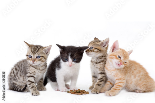 four kittens sits behind a dry food.