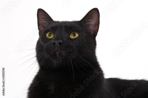 black cat portrait, isolated 