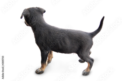 Black puppy sideview