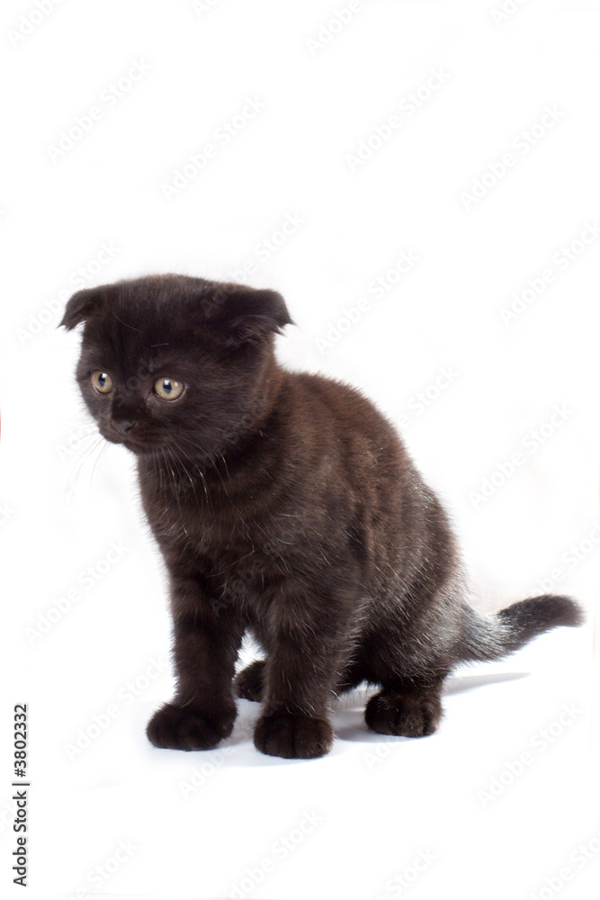 Black kitty isolated on a white background
