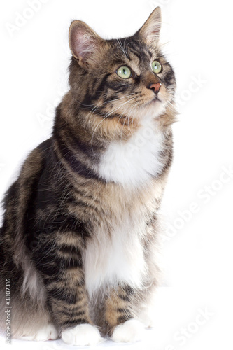 Striped cat on a white background. Isolated