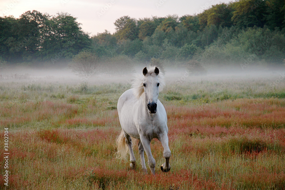 Fototapeta premium né de la brume