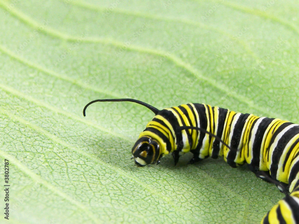 Naklejka premium Monarch Caterpillar