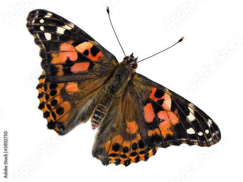 Canvas Print Painted Lady