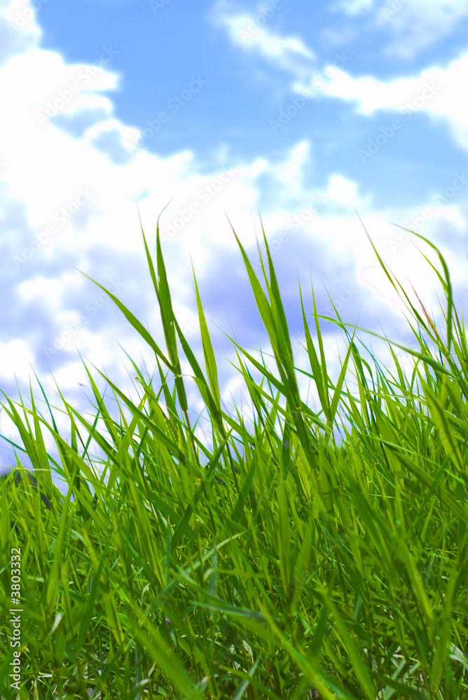 Fototapeta premium Grass and the sky with clouds