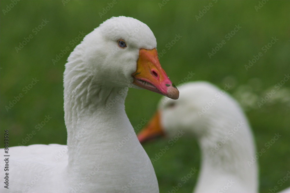 Gänse Gänse