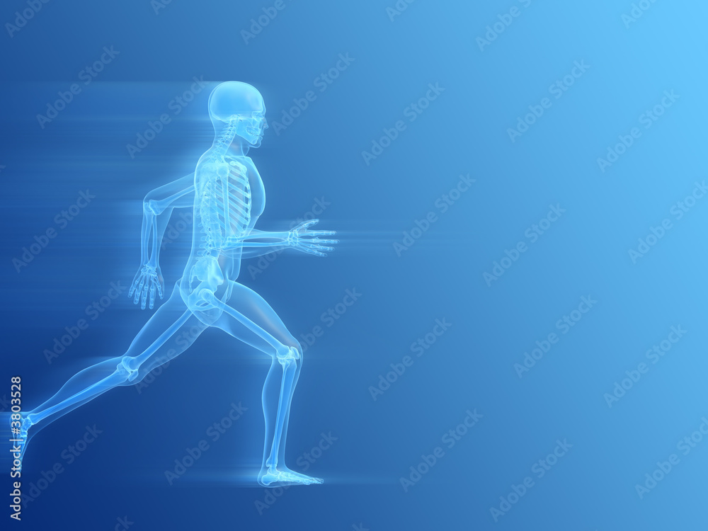 anatomie eines laufenden menschen anatomie eines laufenden menschen