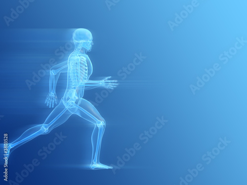 anatomie eines laufenden menschen © Sebastian Kaulitzki