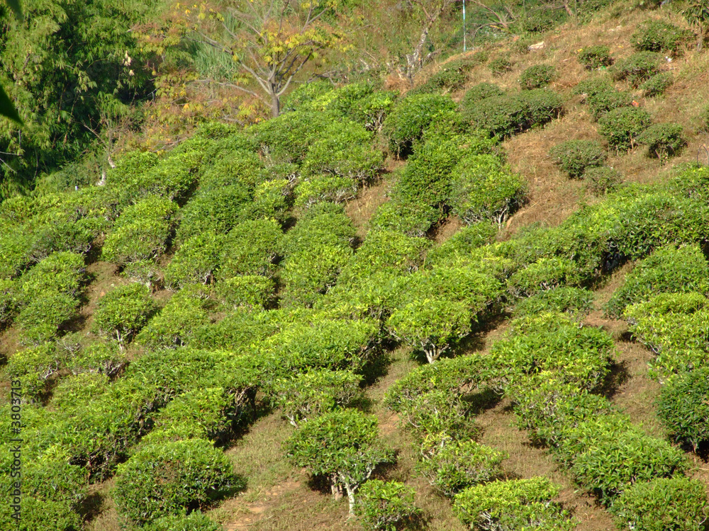 plantation de the, thailande plantation de the, thailande