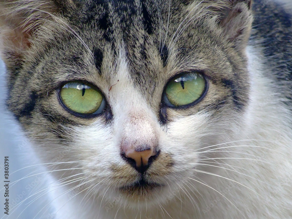 Chat Chat