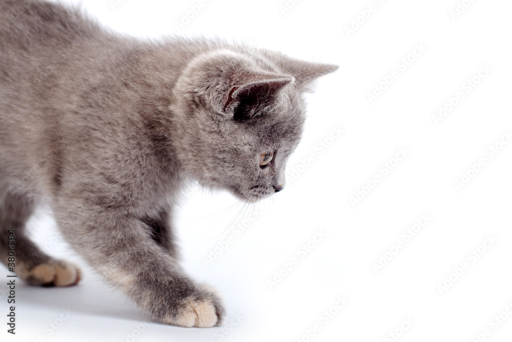 grey kitty isolated on a white background grey kitty isolated on a white background