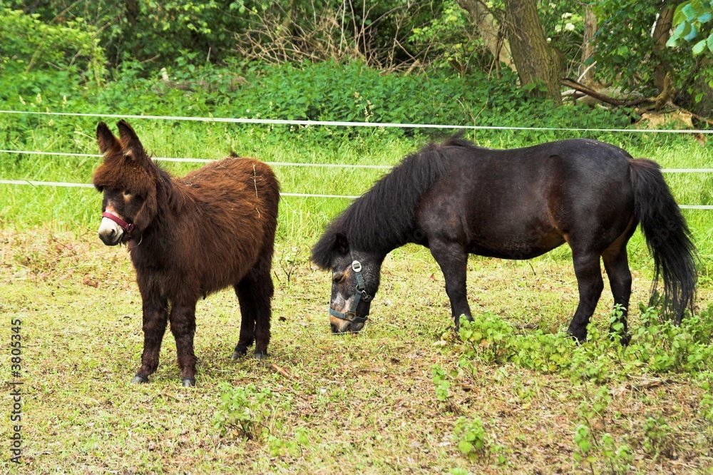 Pferd und Esel