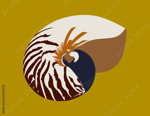 Nautilus Shell