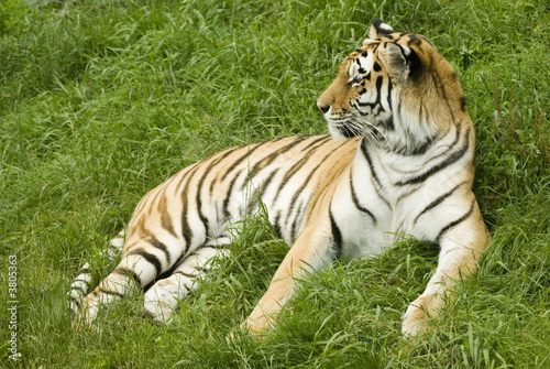 Amur Tiger  Panthera tigris altaica  looking to left of frame
