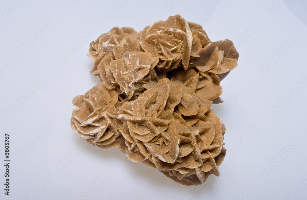 Sandrose 13 StockFoto Adobe Stock