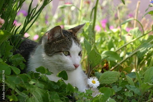 Chat allongé dans le jardin