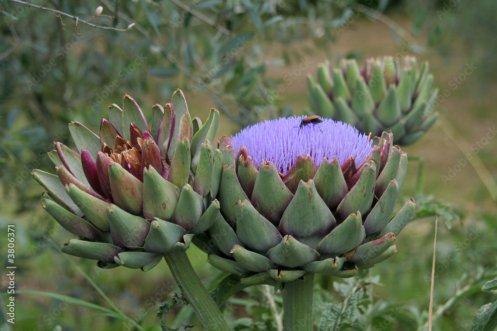Blooming Artichoke Blooming Artichoke