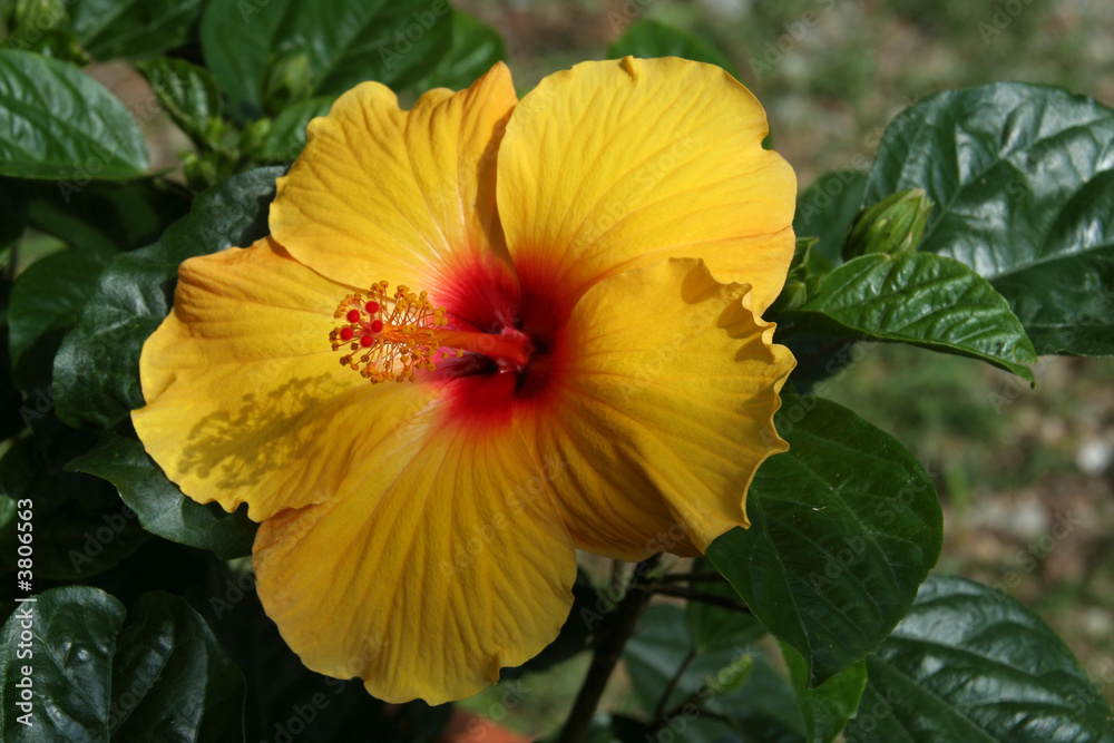 Yellow Hibiscus Yellow Hibiscus