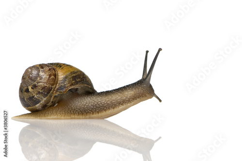 Garden snail in front of a white background